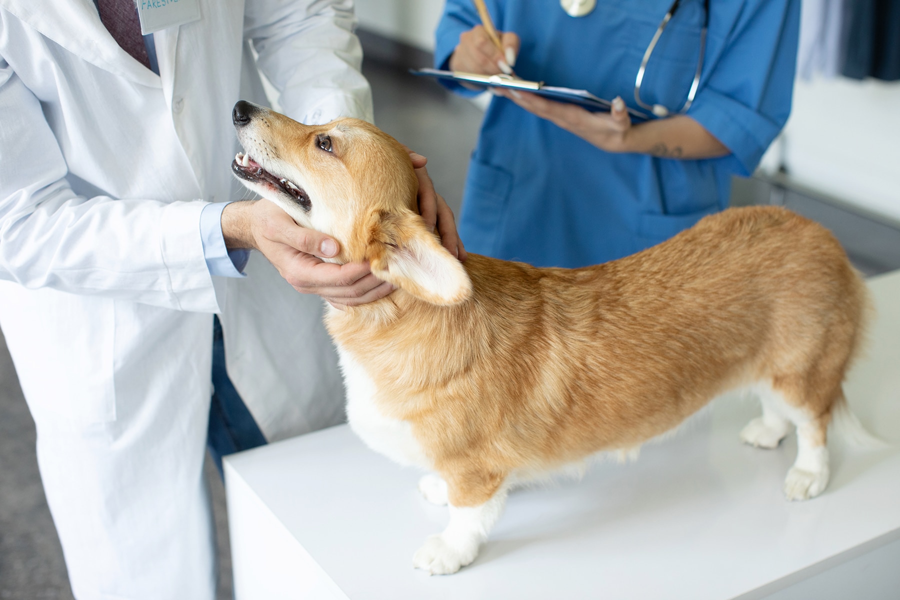 Dog getting alternative vet treatment in Scottsdale, AZ