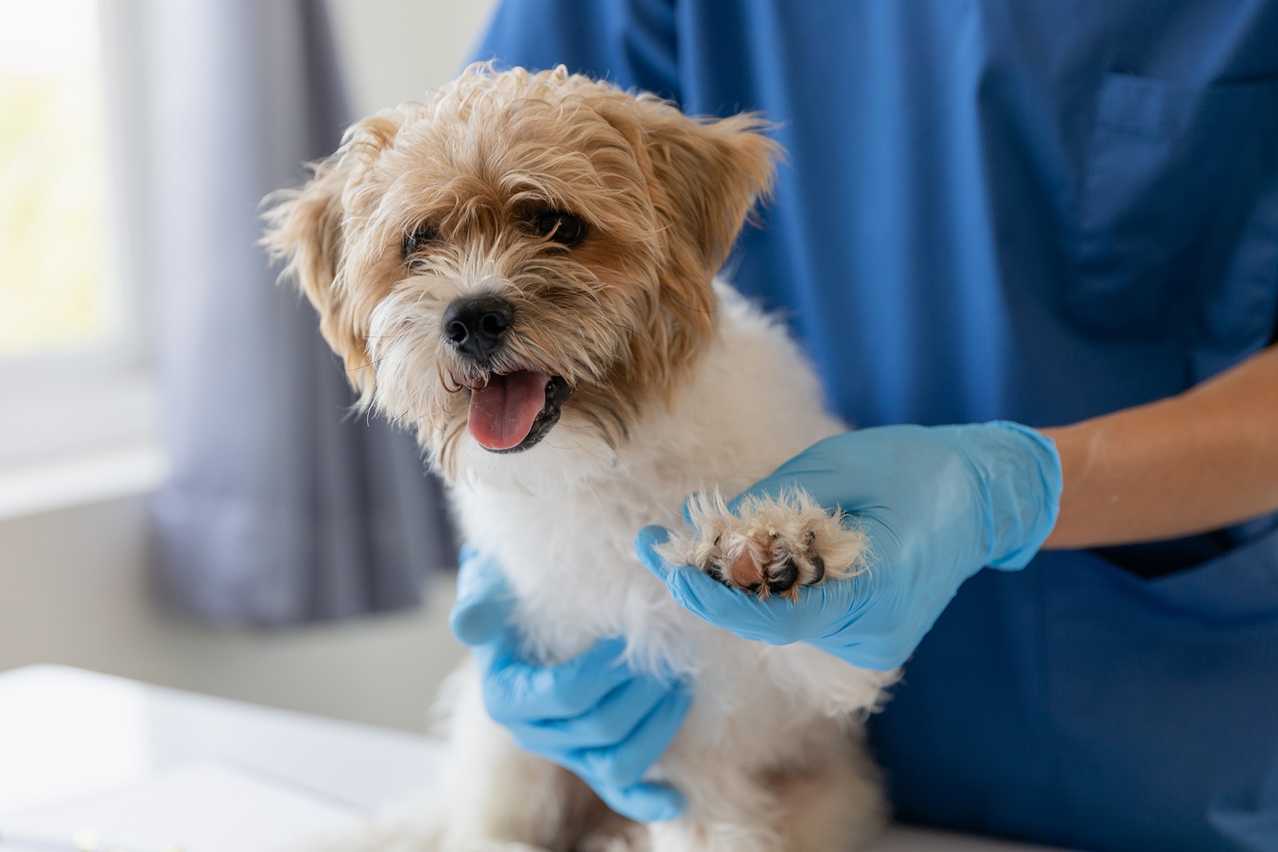 Dog getting integrative veterinary medicine in Scottsdale, AZ