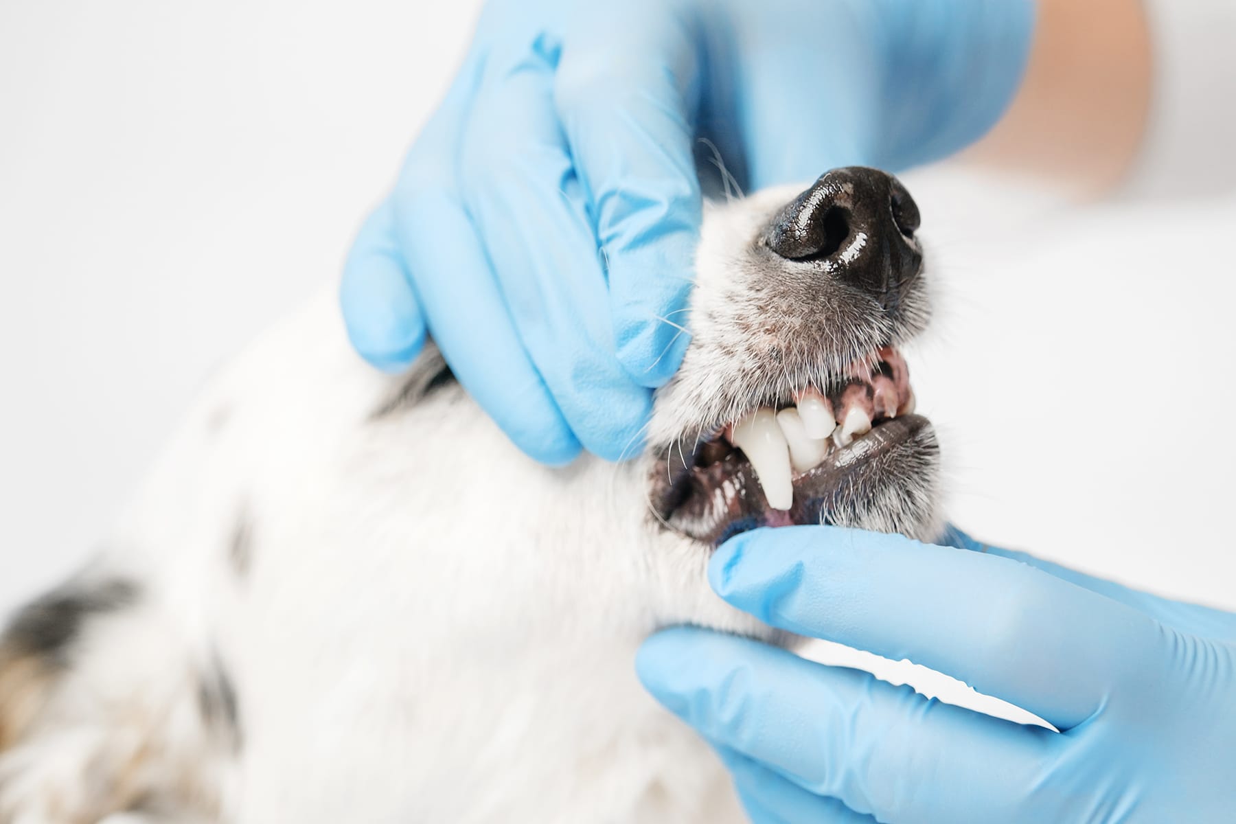 Dog dental care in Scottsdale, AZ