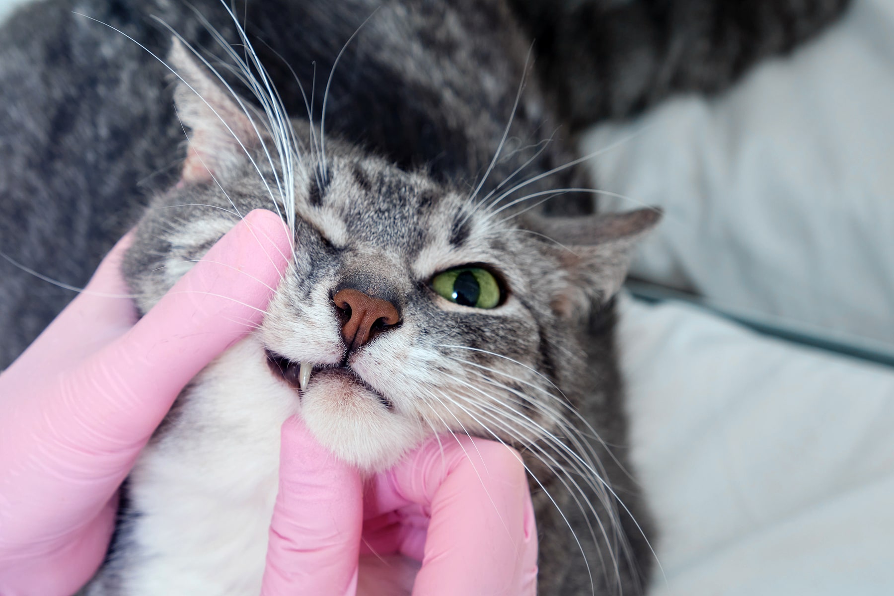 Cat oral health exam in Scottsdale, AZ