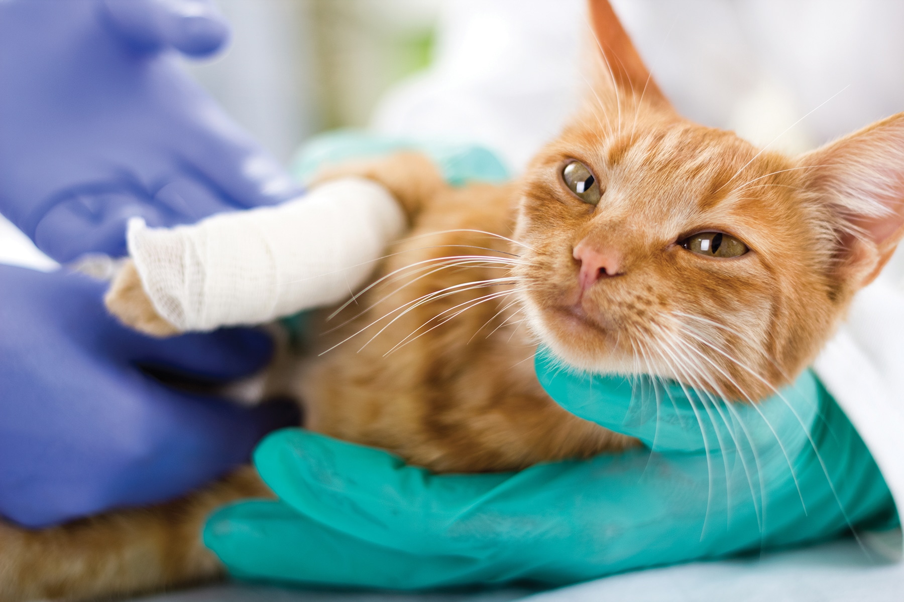 Cat surgery in Scottsdale, AZ