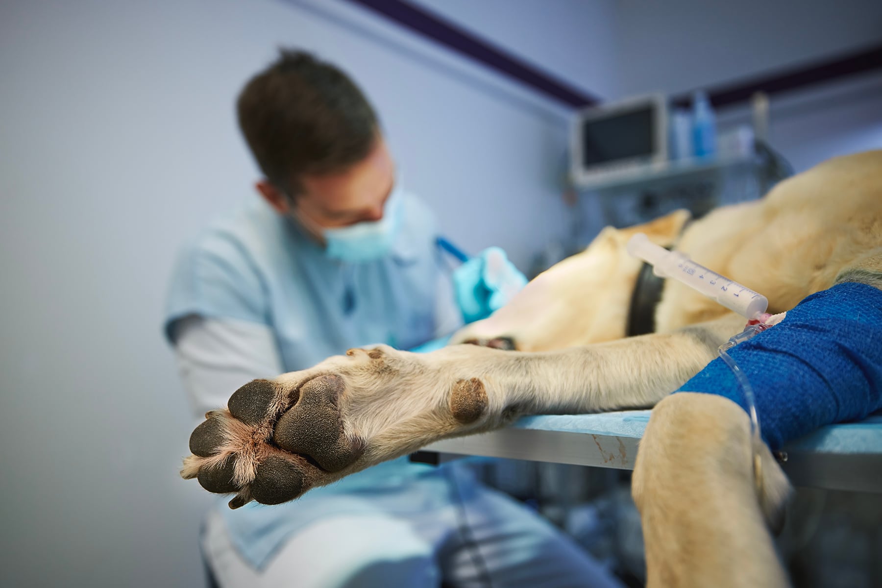 Emergency veterinary clinic in Scottsdale, AZ