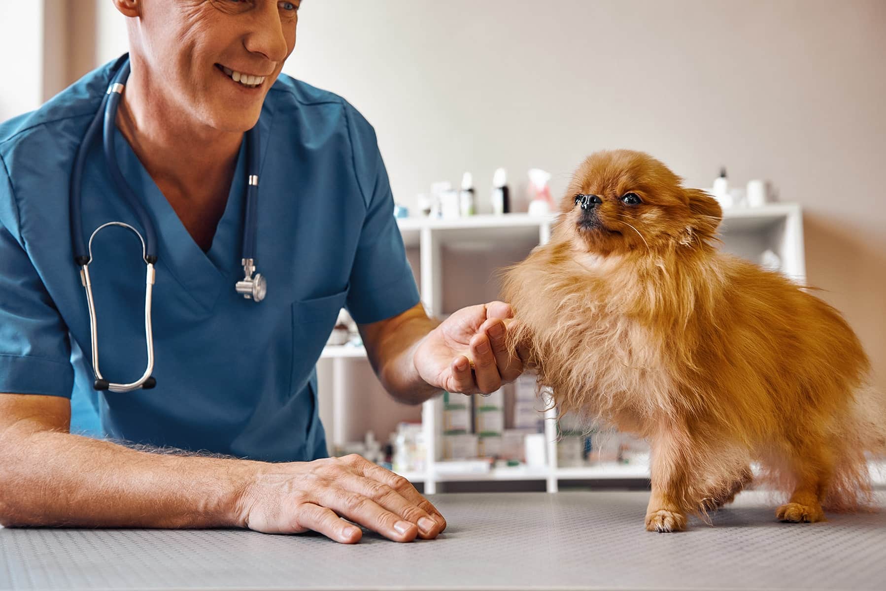 Preventive vet appointment in Scottsdale, AZ