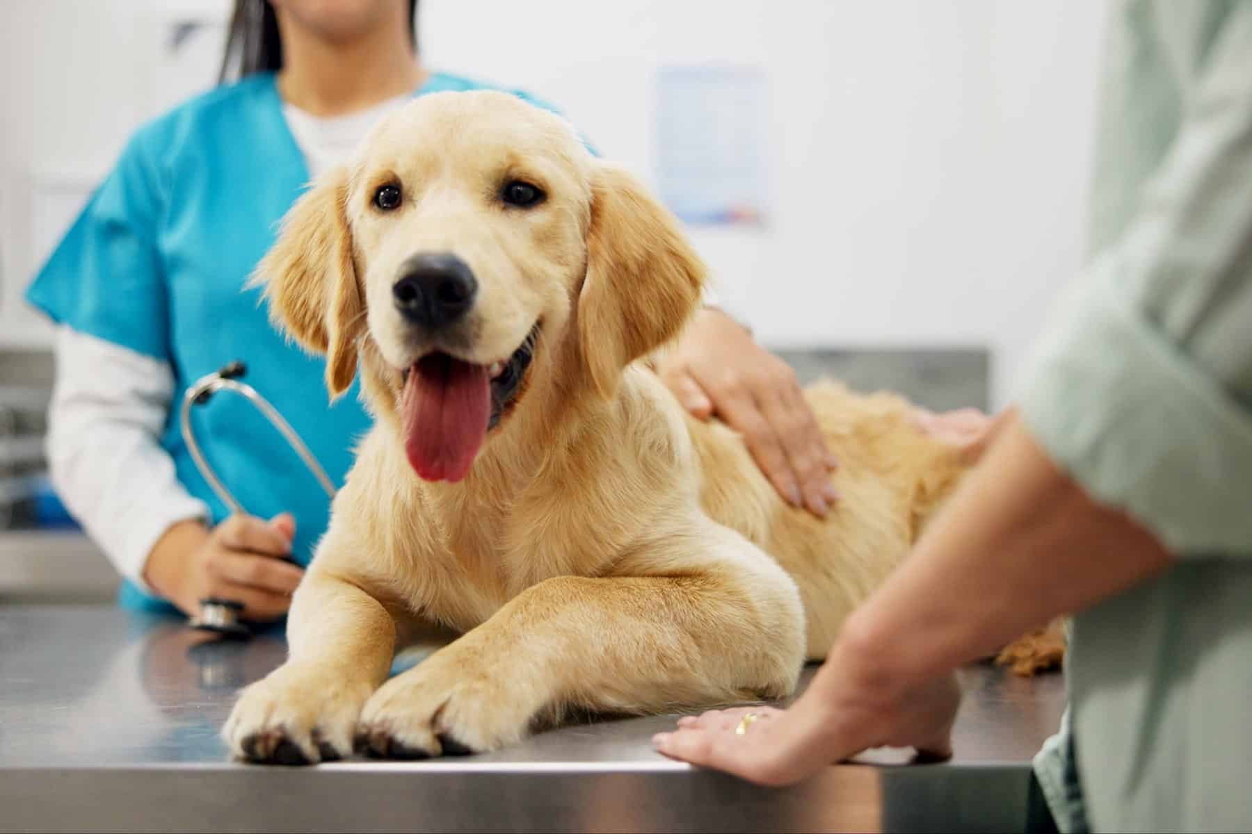 Dog at a pain magement appointment in Scottsdale, AZ