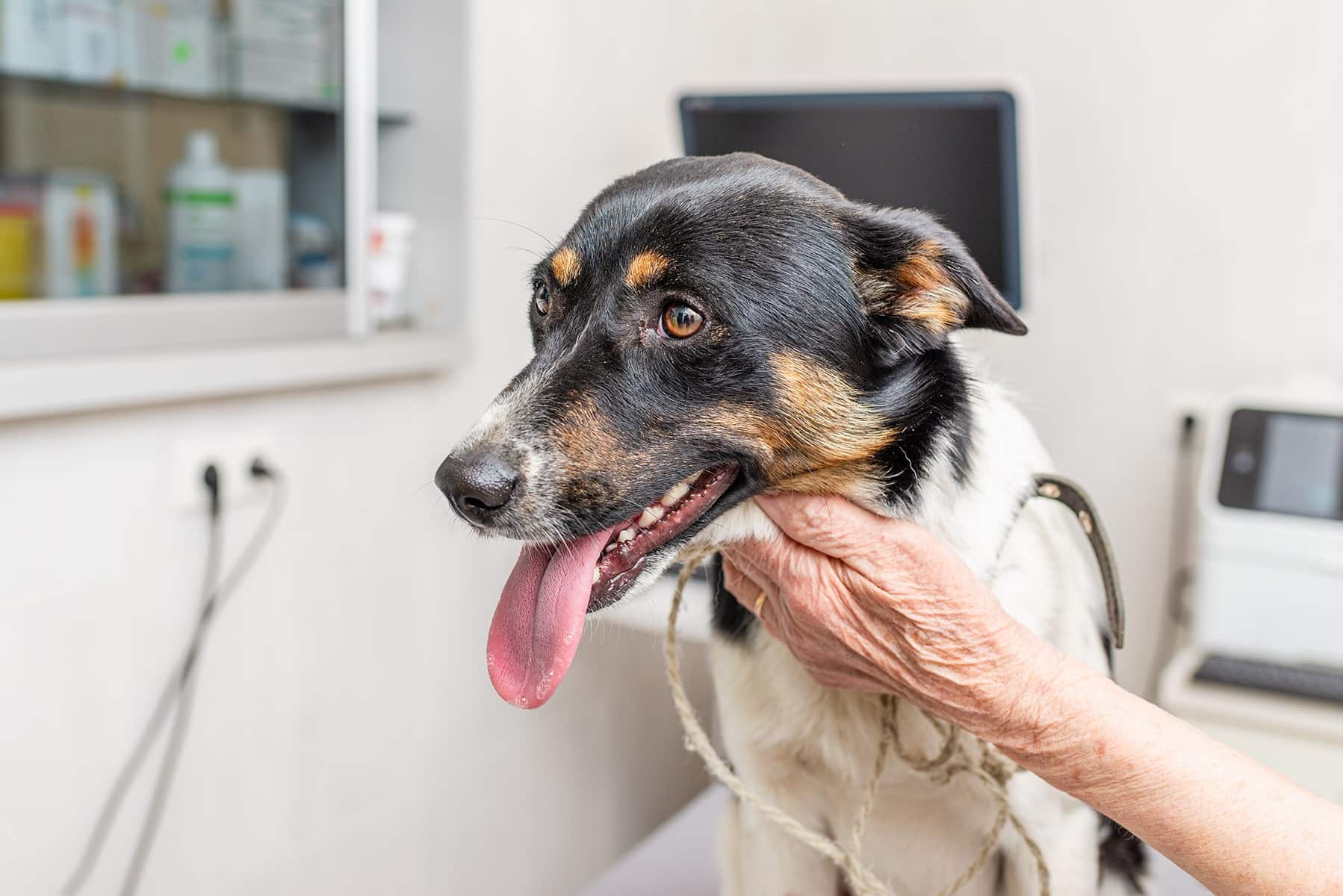 Dog visiting a pain management vet in Scottsdale, AZ