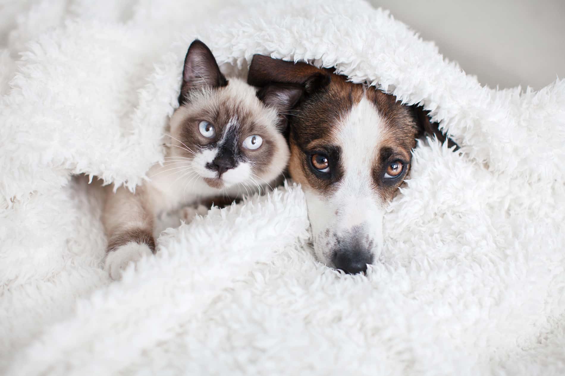 Cat and dog cuddle after vet care in Scottsdale, AZ