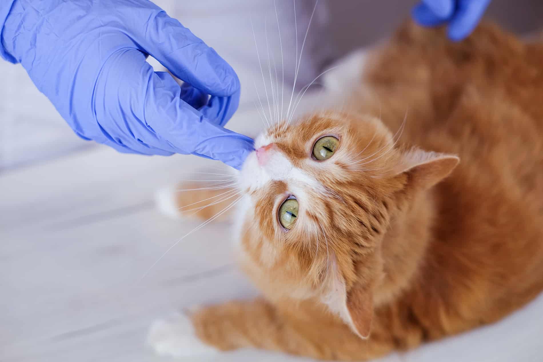 Cat at the vet in Scottsdale, AZ