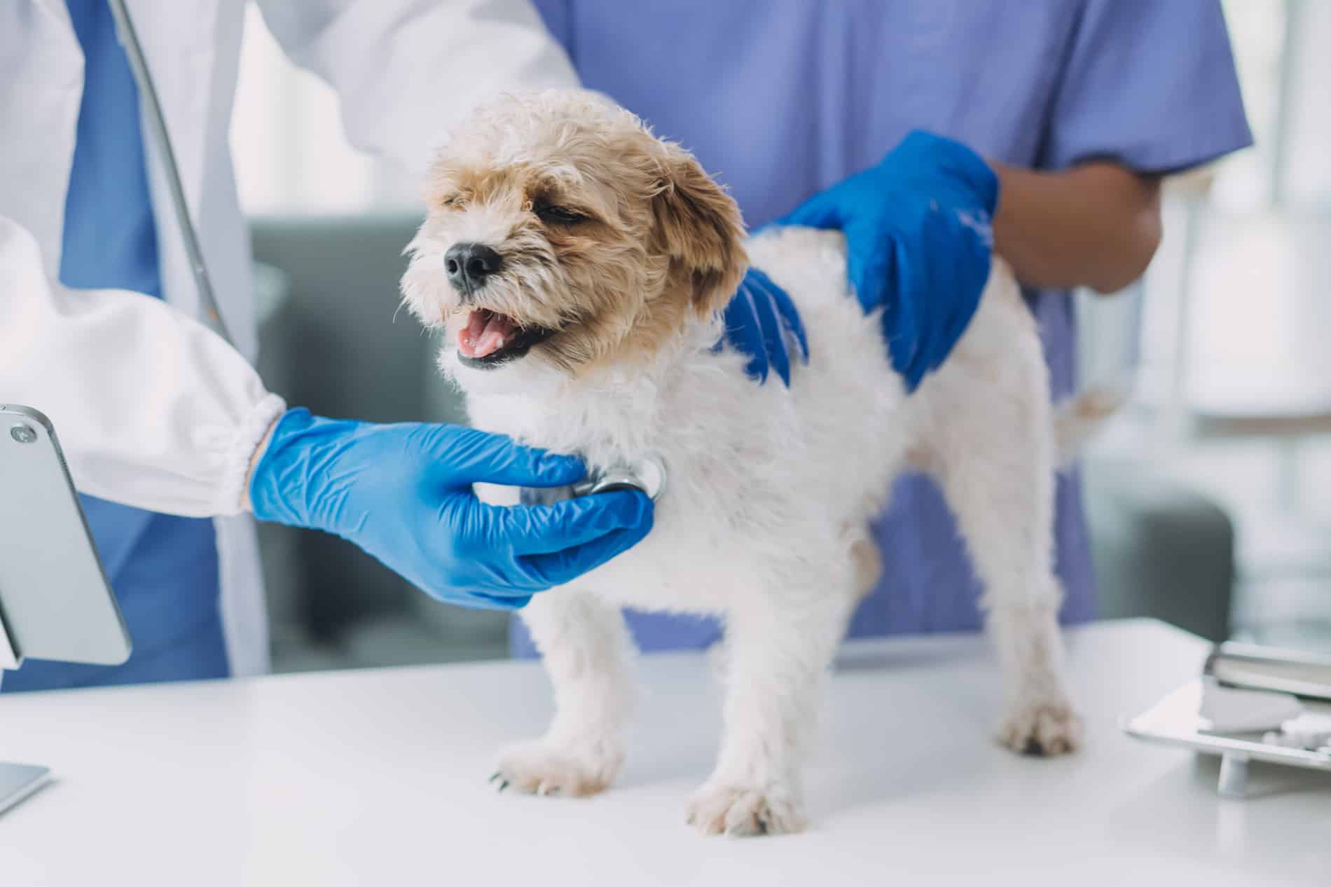 Happy dog at Kaibab Animal Hospital in Scottsdale, AZ