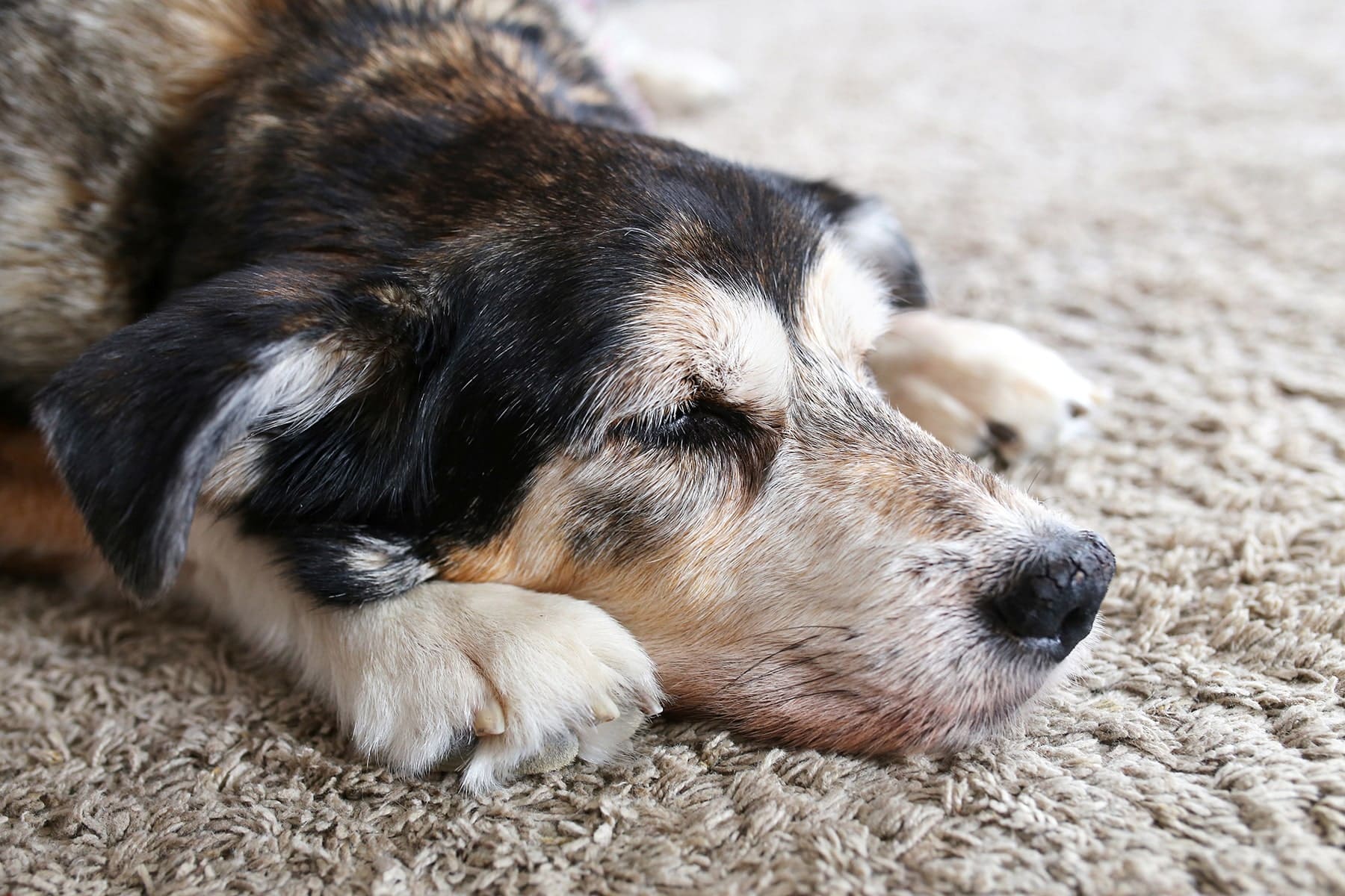 Pet getting end of life care in Scottsdale, AZ