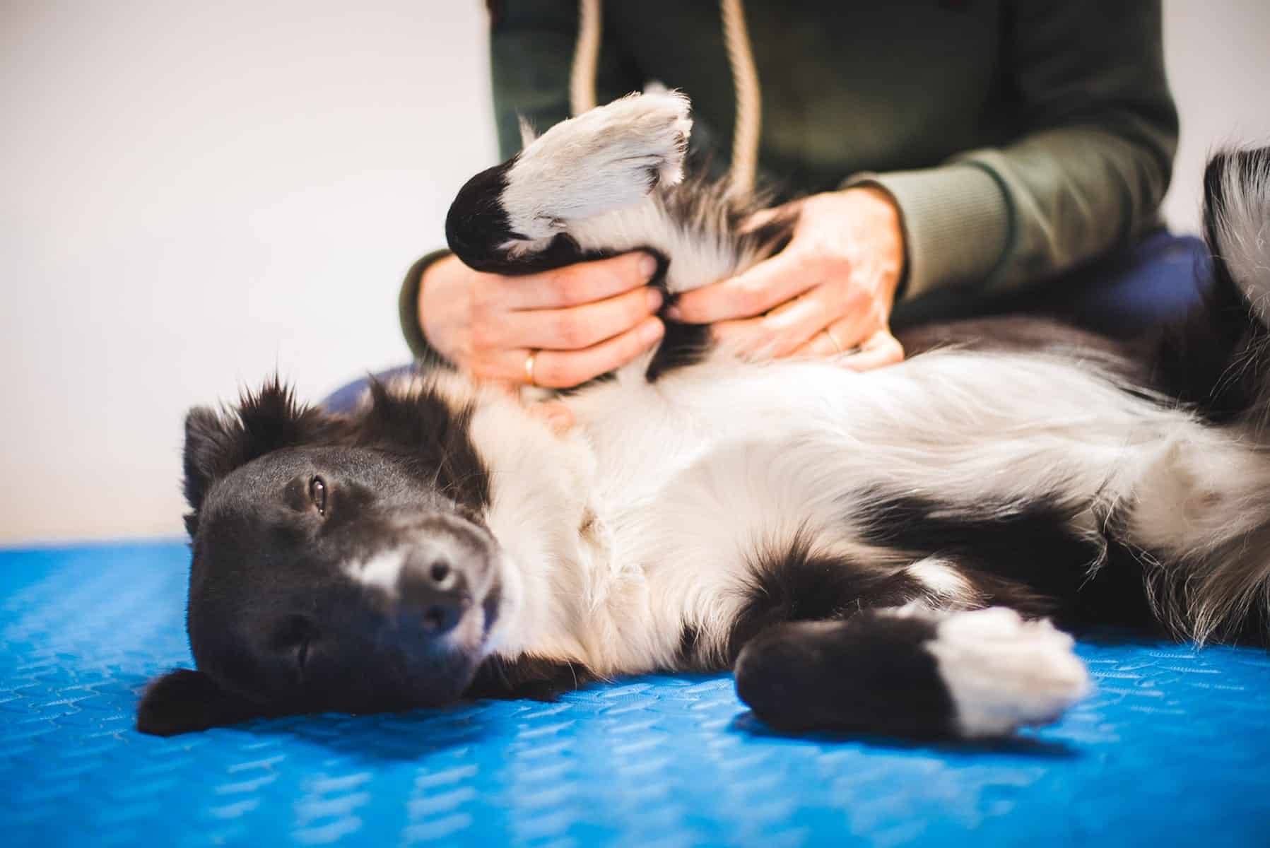 Dog wellness exam in Scottsdale, AZ