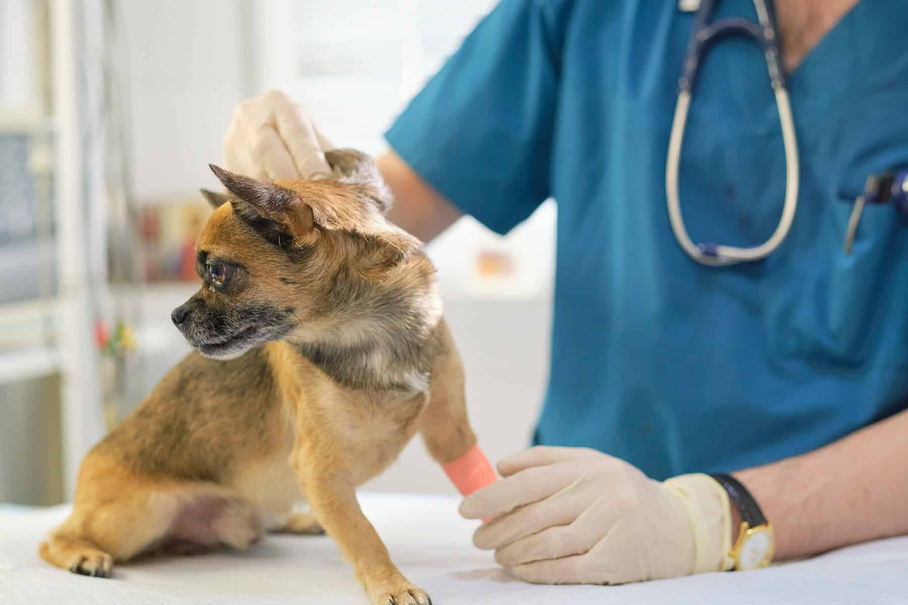 Annual pet exams in Scottsdale, AZ