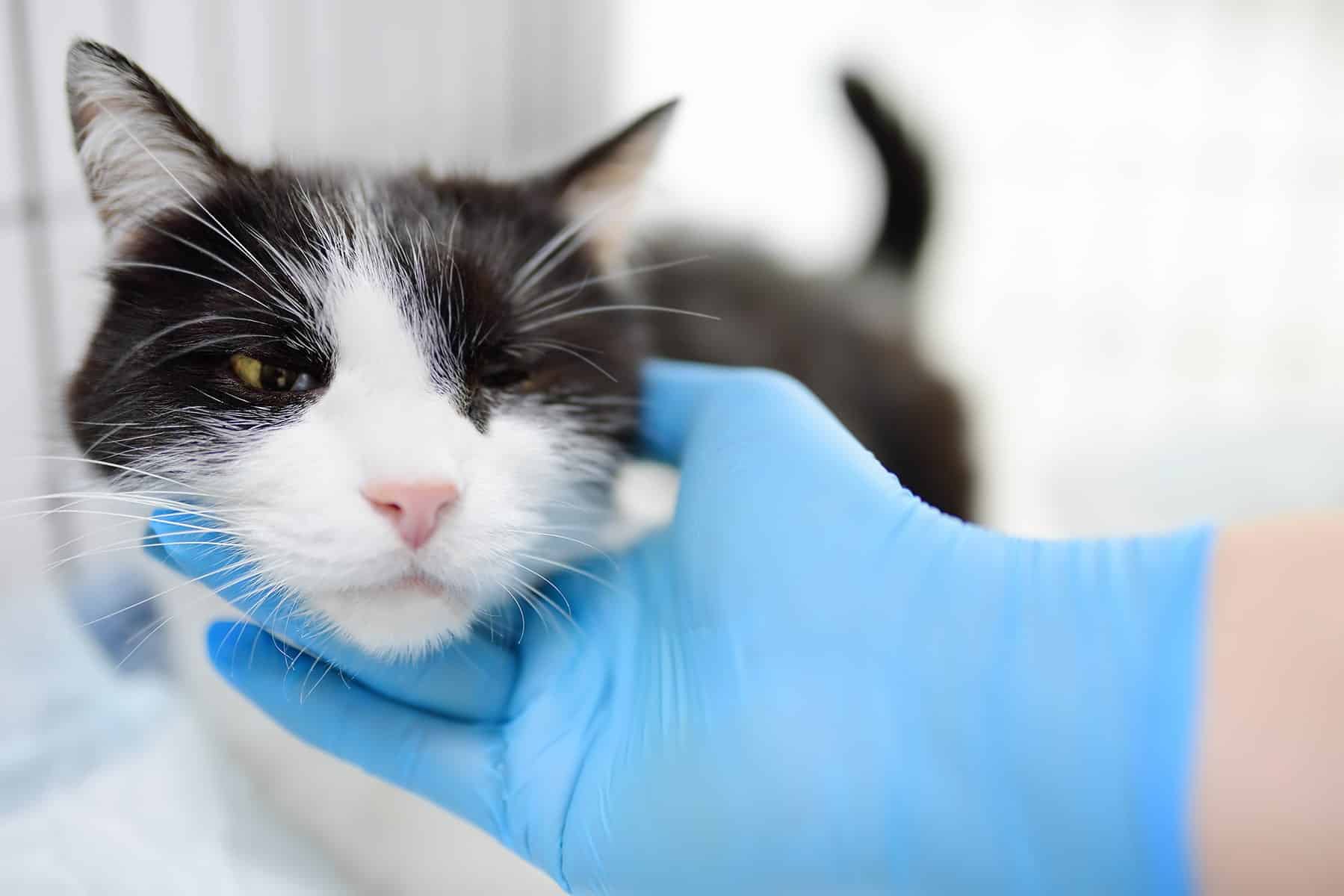 Cat Neuter surgery in Scottsdale, AZ