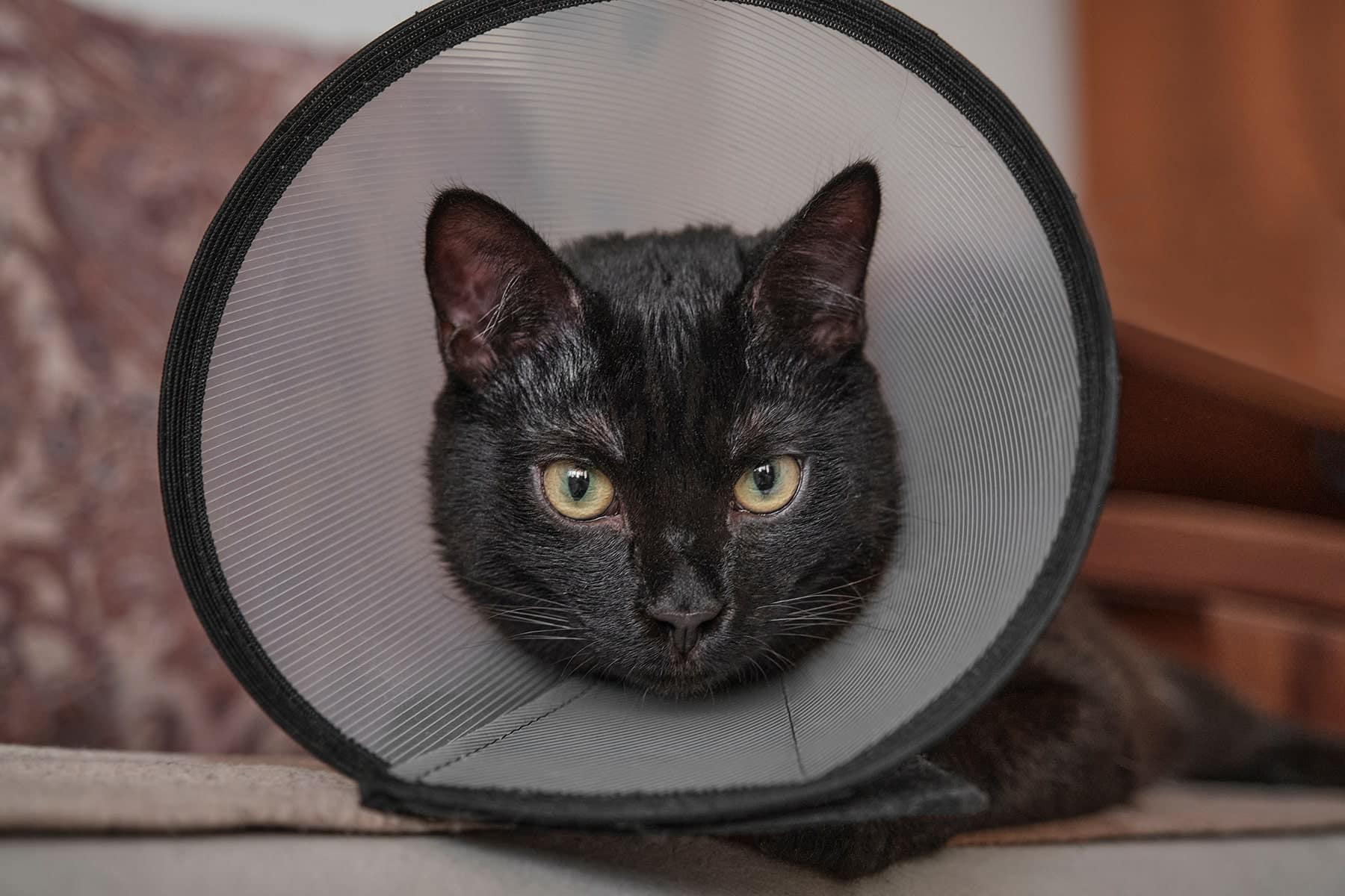 Spay and Neuter vet in Scottsdale, AZ