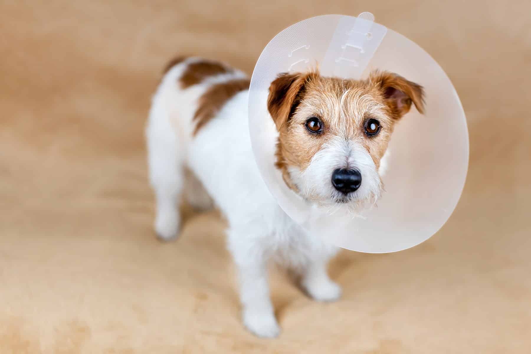 Dog spay appointment in Scottsdale, AZ