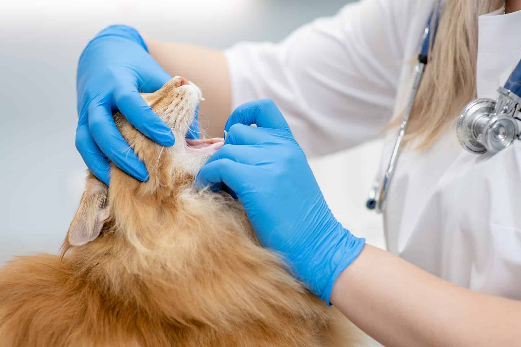 Cat dental exam in Scottsdale, AZ