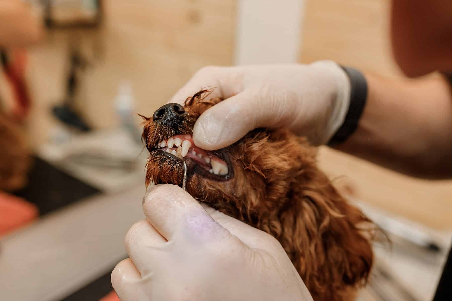 Dog dentist exam in Scottsdale, AZ
