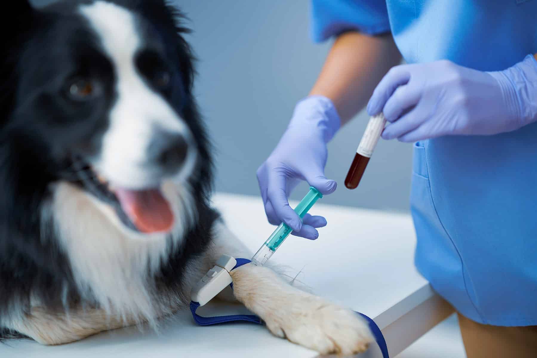 Dog blood test in Scottsdale, AZ