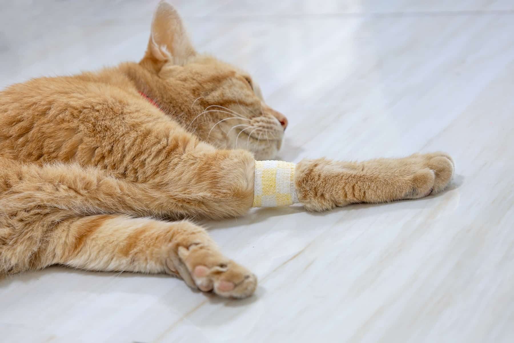 Cat urine analysis in Scottsdale, AZ