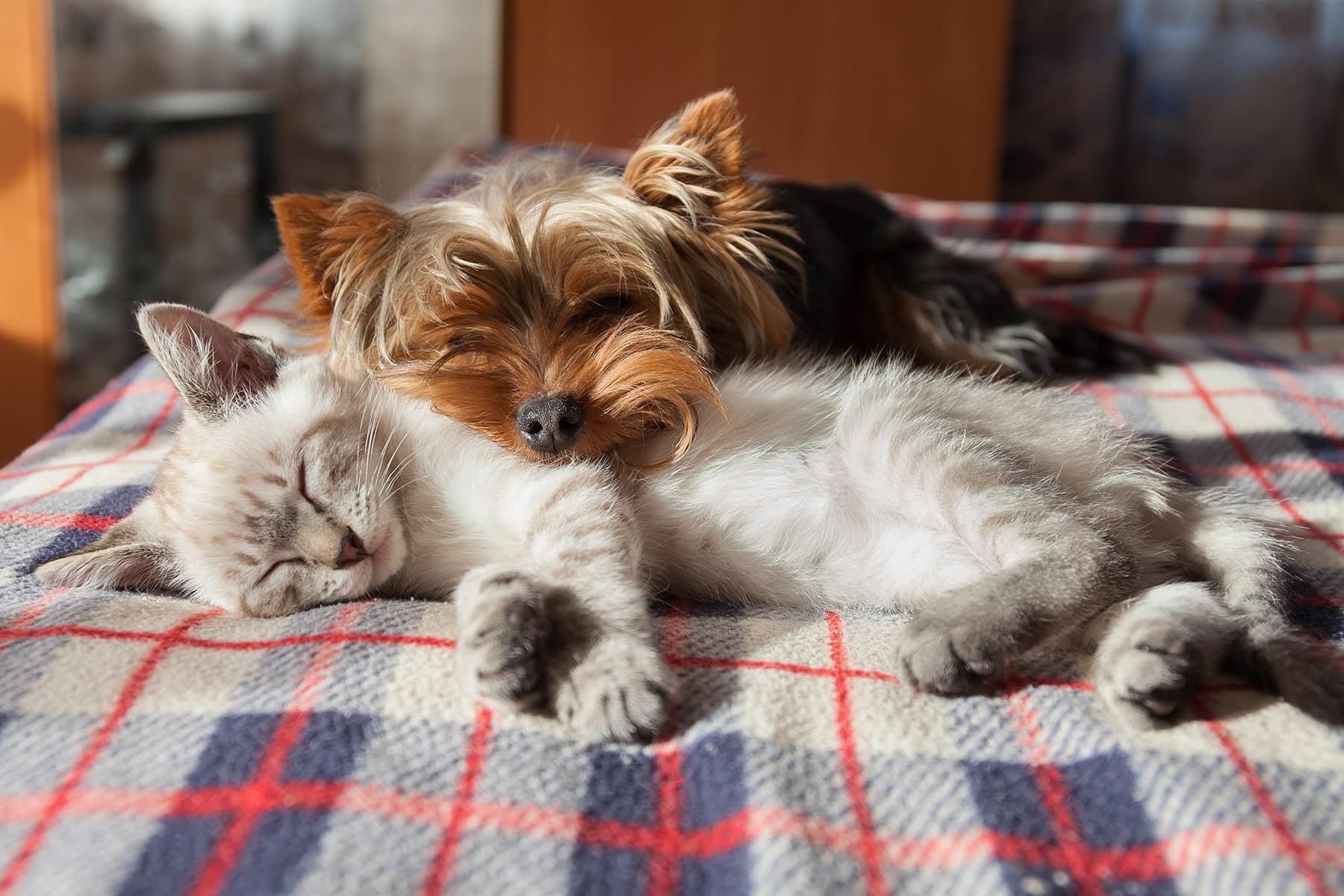 Pets blood work vet in Scottsdale, AZ