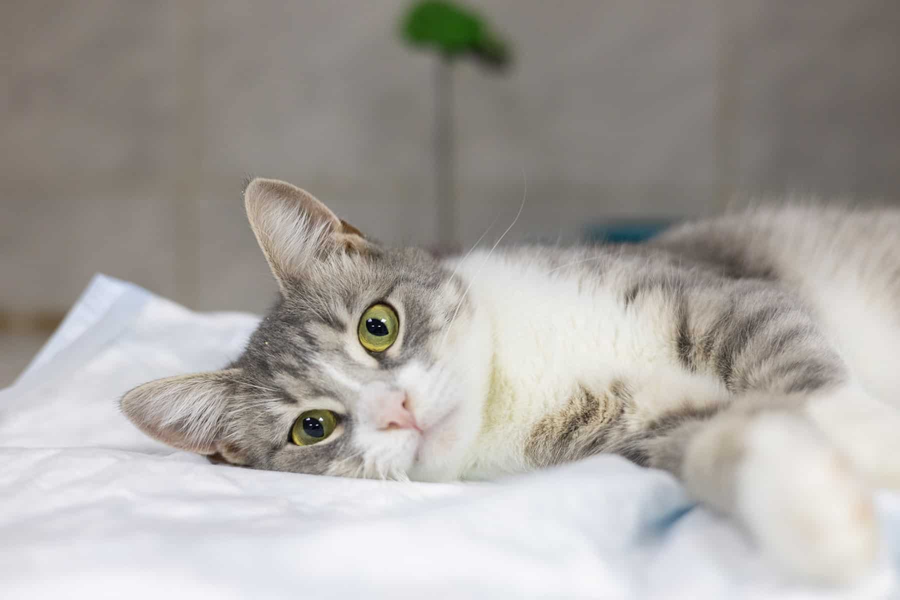 Soft-tissue vet in Scottsdale, AZ