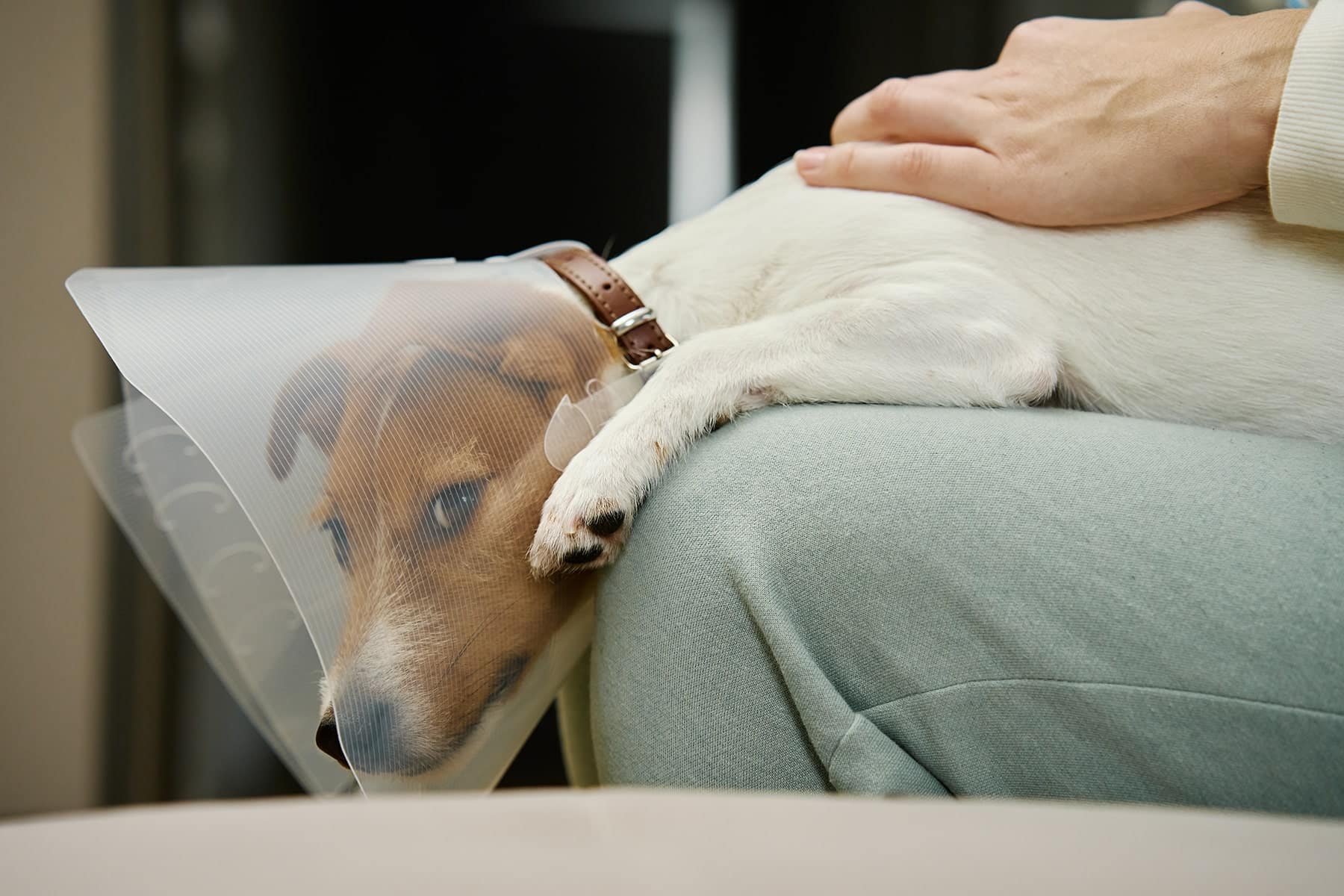 Pet surgery in Scottsdale, AZ