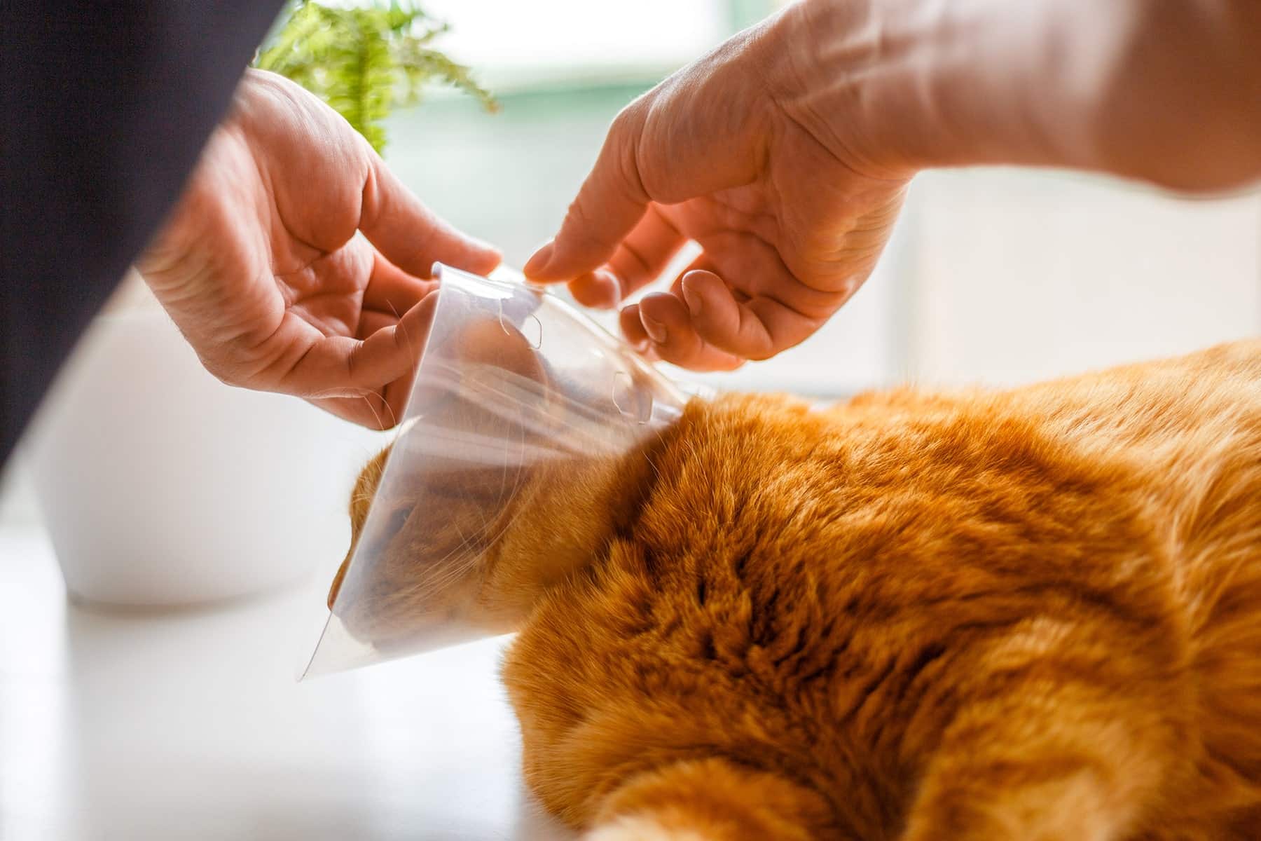 Cat Surgery vet in Scottsdale, AZ