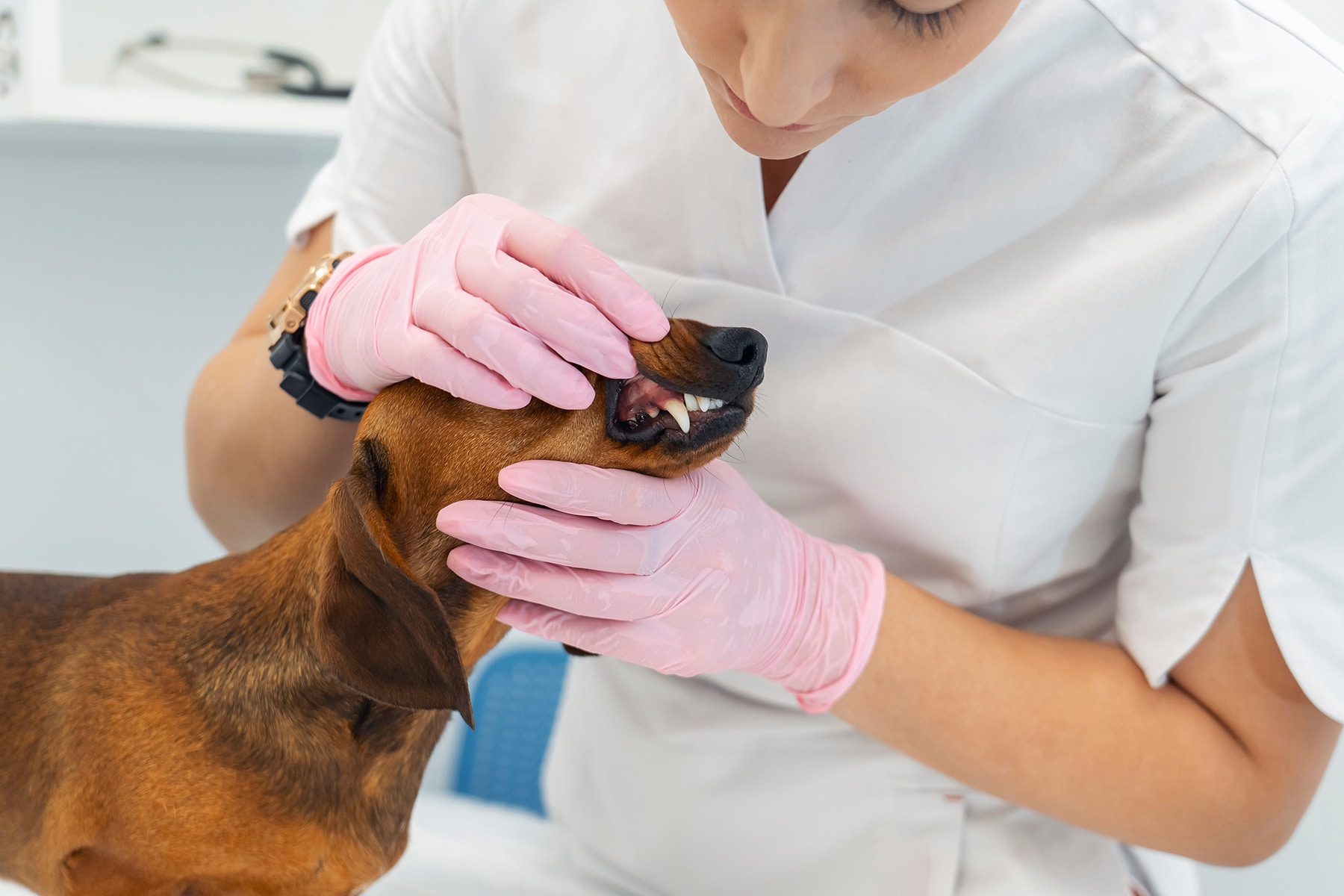 Dog oral surgeon in Scottsdale, AZ