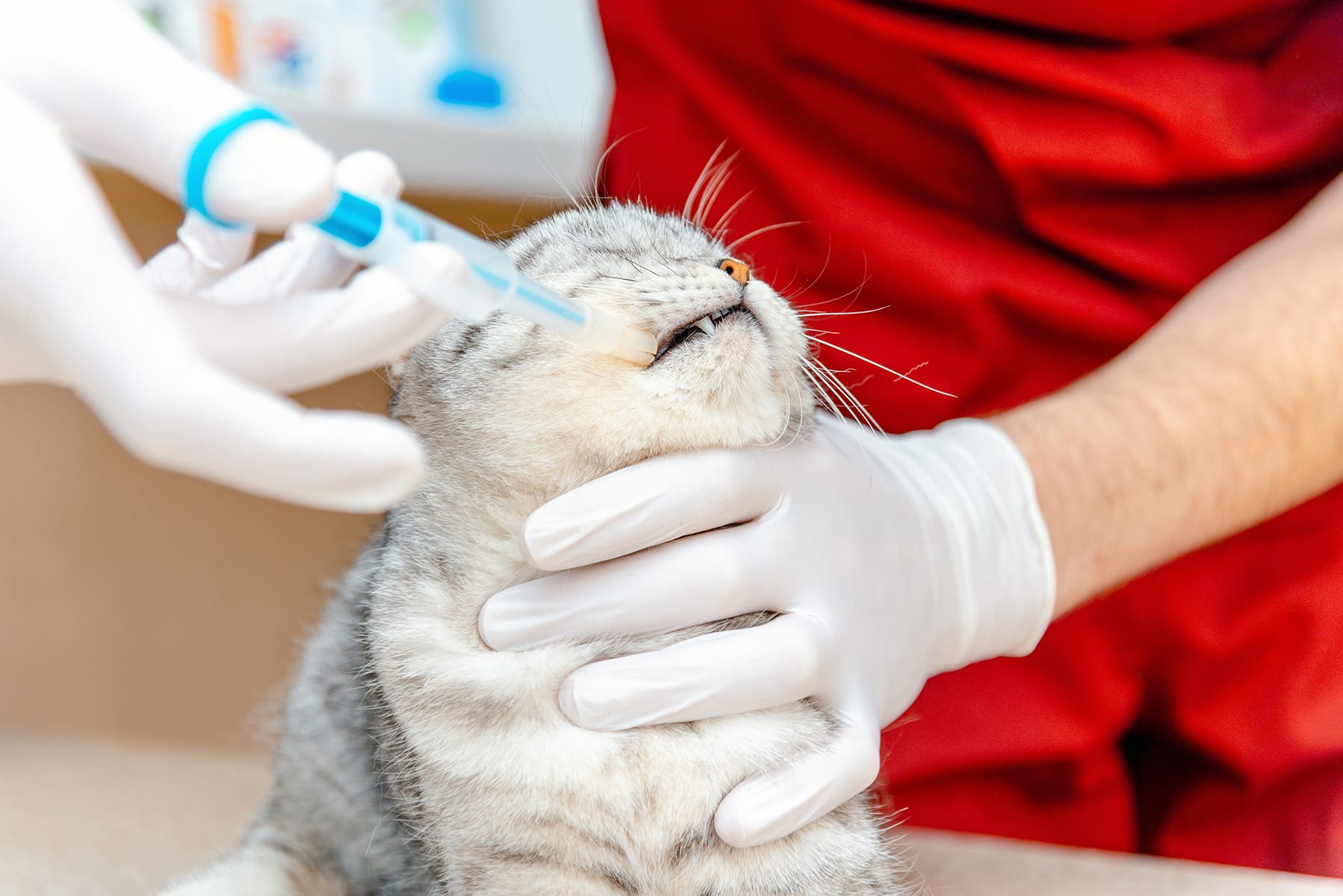 Pet oral surgery appointment in Scottsdale, AZ