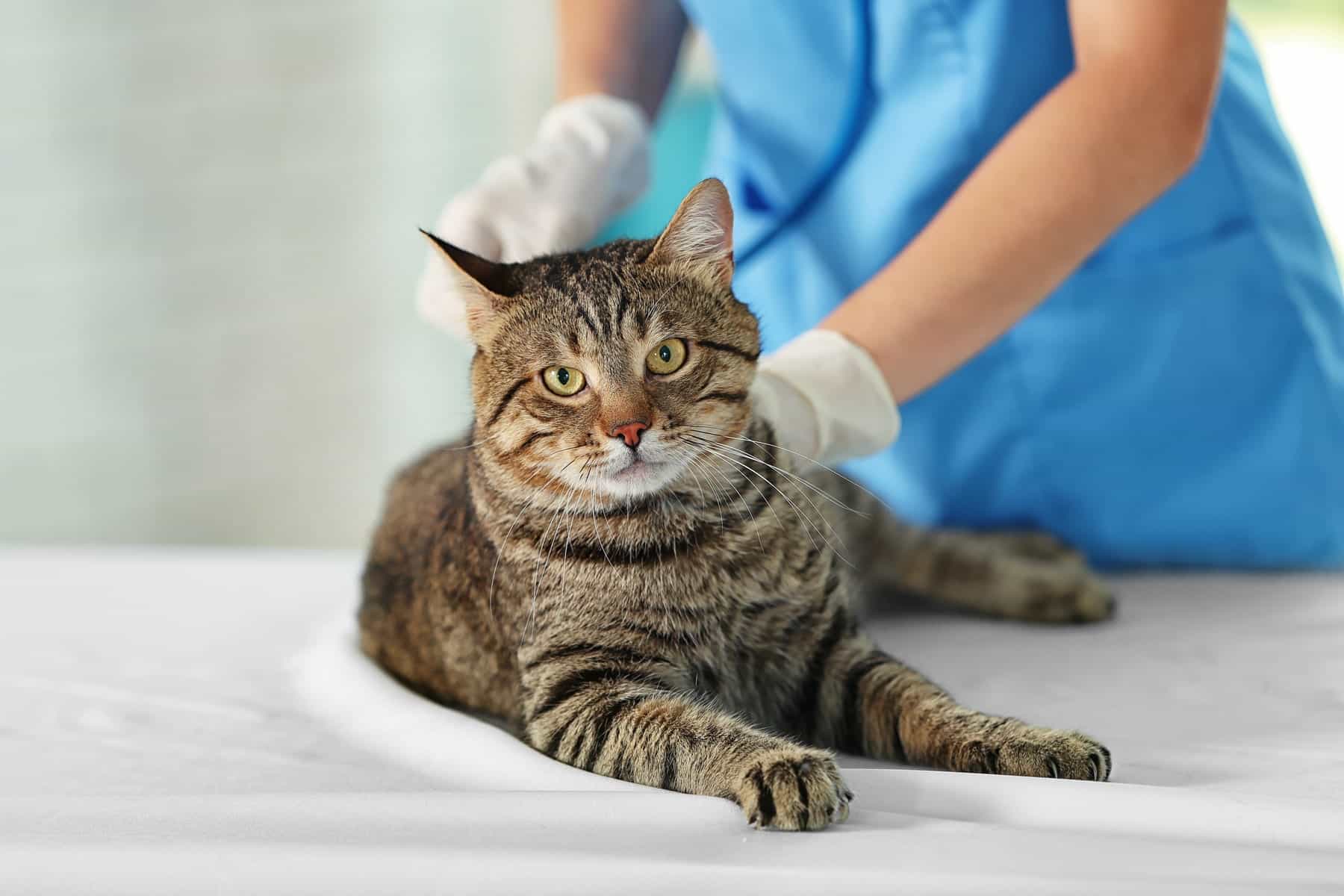 pet dermatology care in Scottsdale AZ from Kaibab Animal Hospital