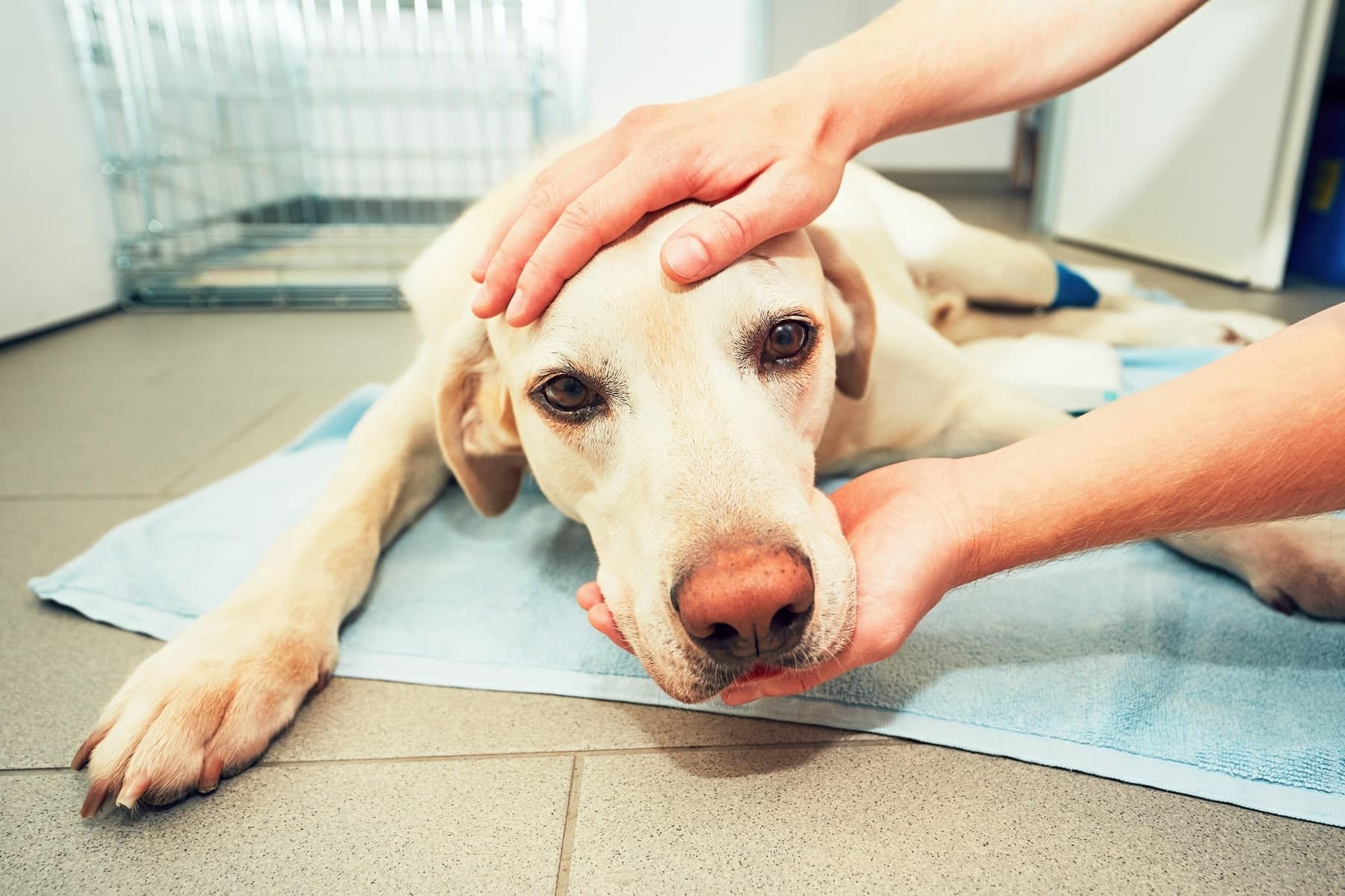 pet allergy care in Scottsdale AZ from Kaibab Animal Hospital
