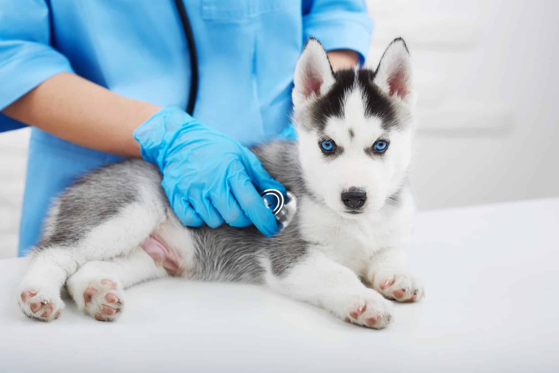 vet dermatology care in Scottsdale AZ from Kaibab Animal Hospital