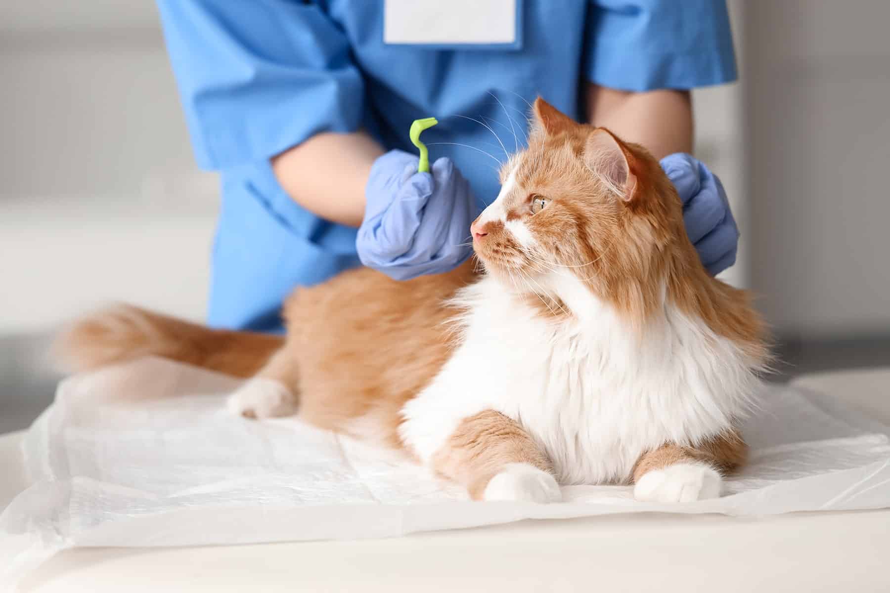 Cat parasite prevention in Scottsdale, AZ