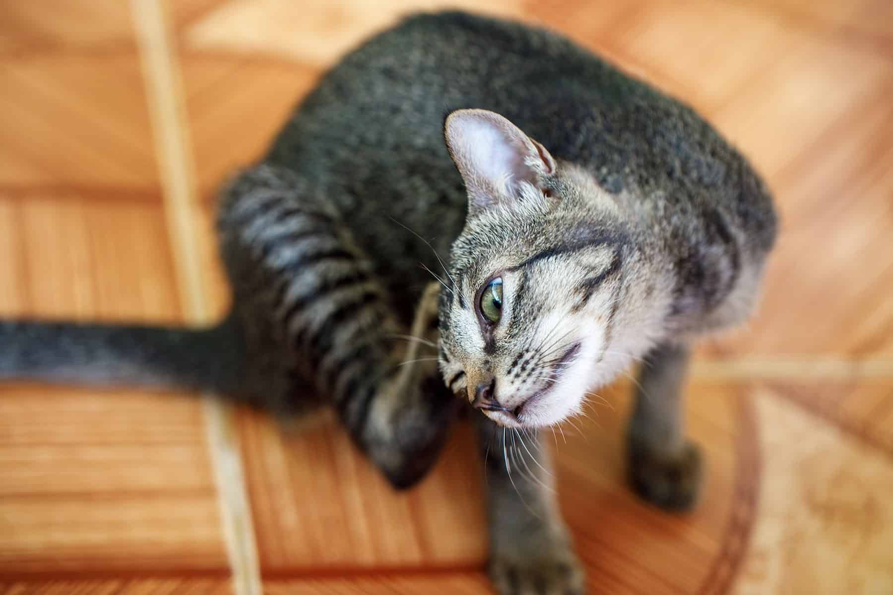 Pet flea prevention in Scottsdale, AZ