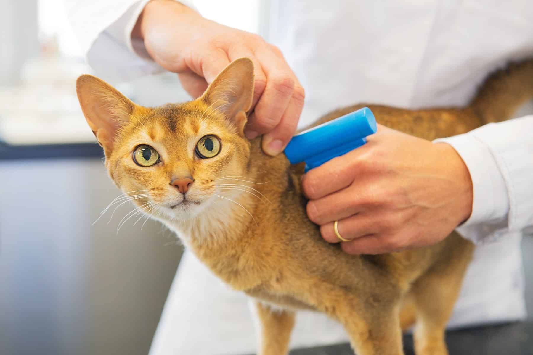 Cat microchipping in Scottsdale, AZ