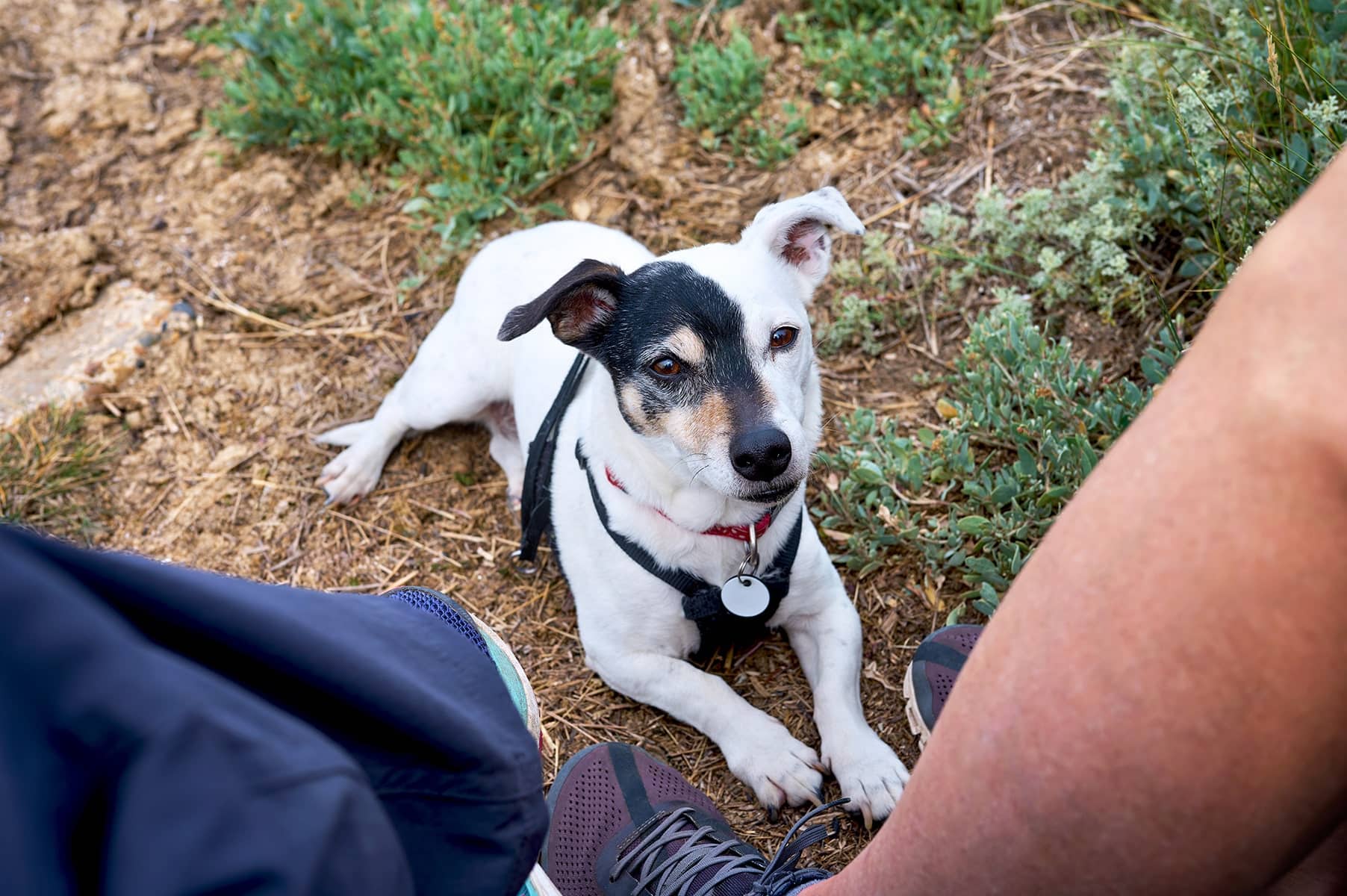 Dog microchip vet in Scottsdale, AZ