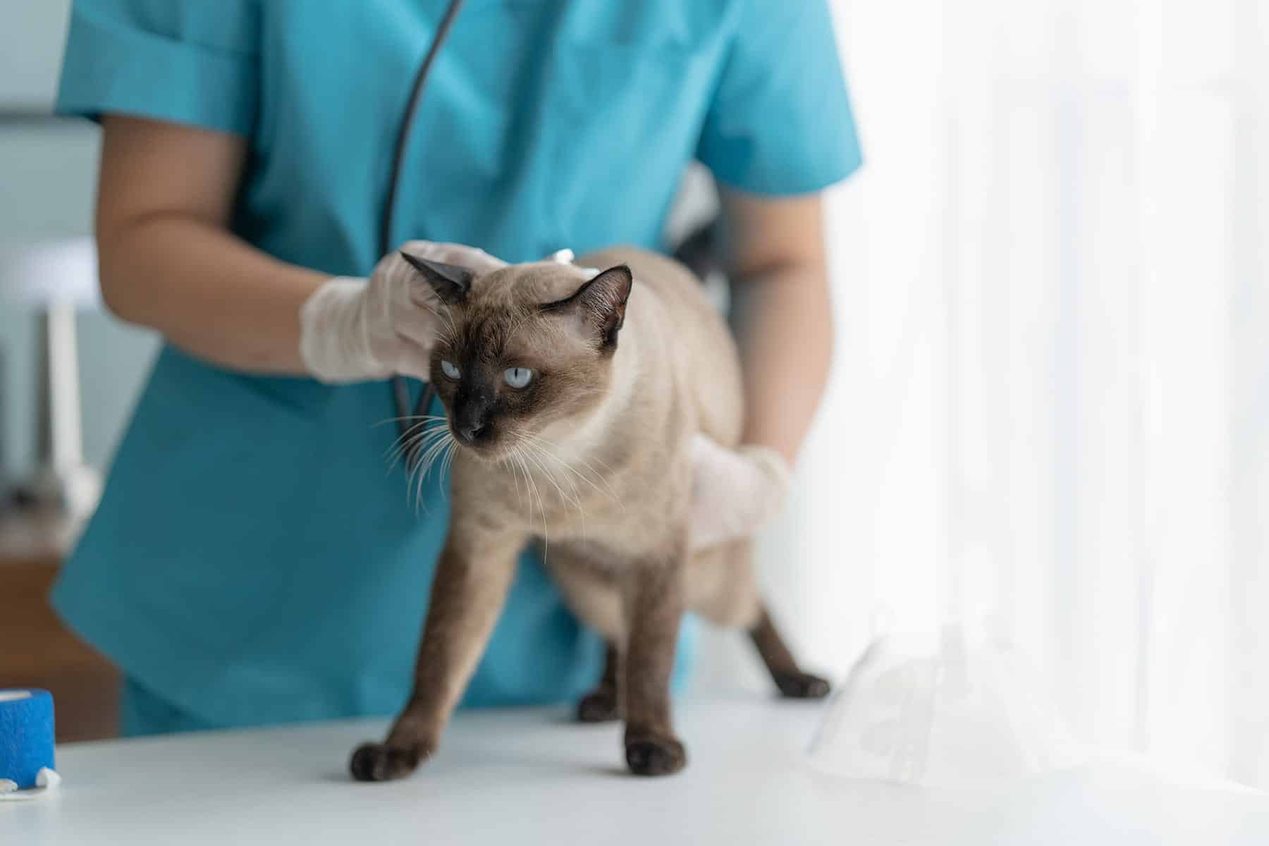 Vet PRP injection in Scottsdale, AZ