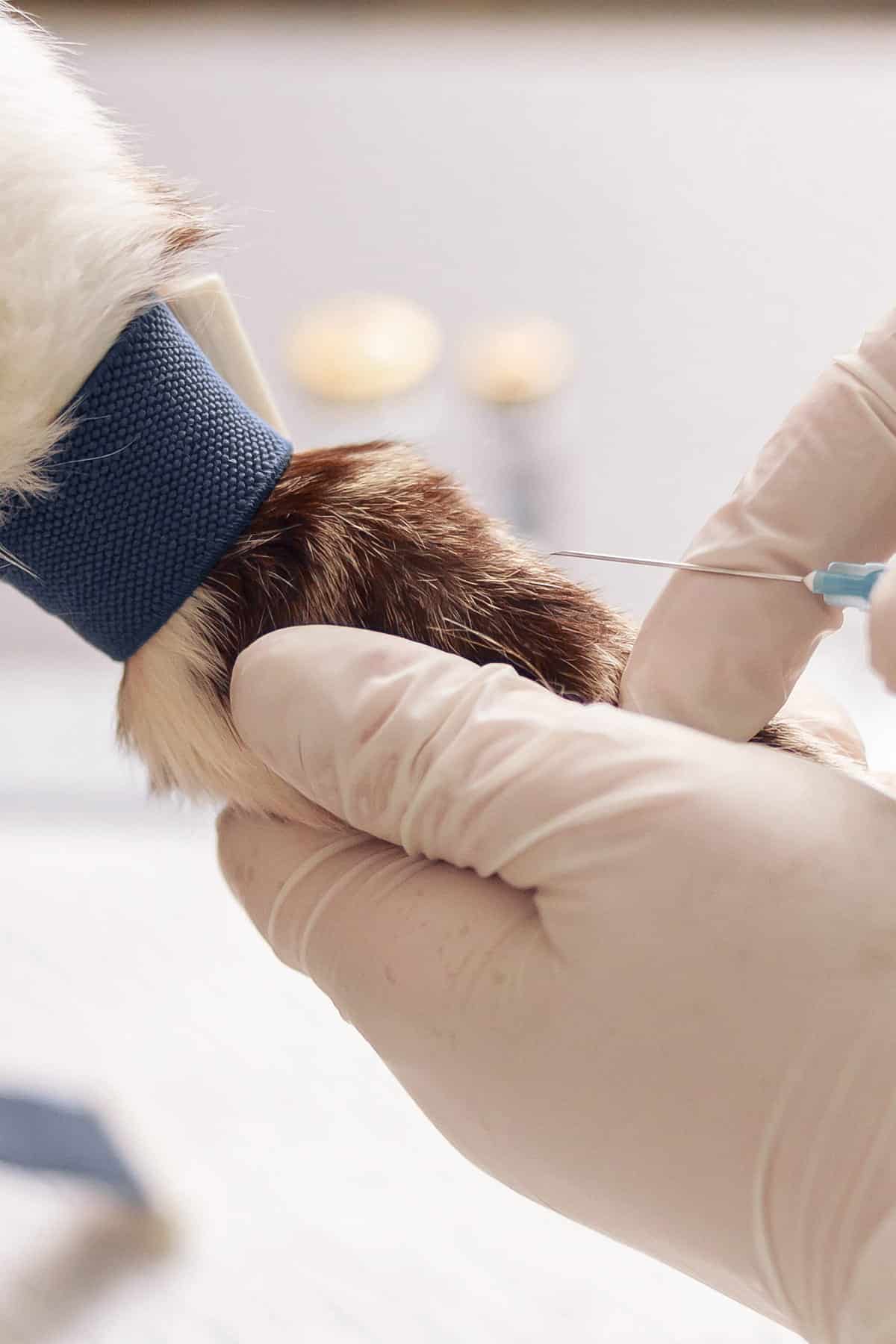 Pet PRP appointment in Scottsdale, AZ